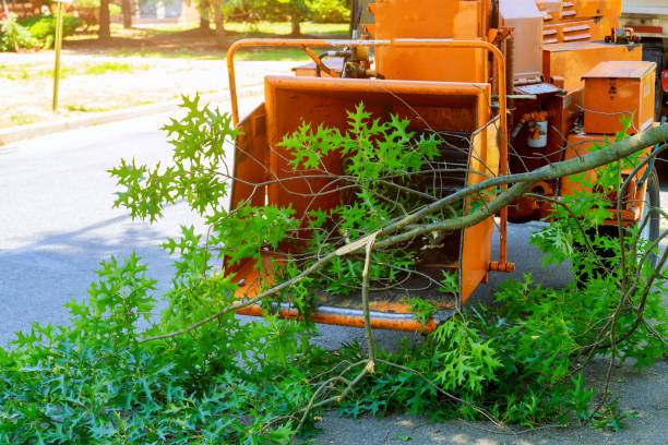 Residential Tree Removal